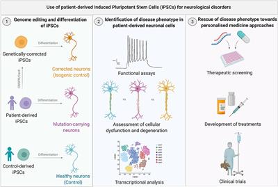 Genome Editing in iPSC-Based Neural Systems: From Disease Models to Future Therapeutic Strategies